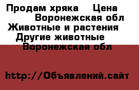 Продам хряка  › Цена ­ 17 000 - Воронежская обл. Животные и растения » Другие животные   . Воронежская обл.